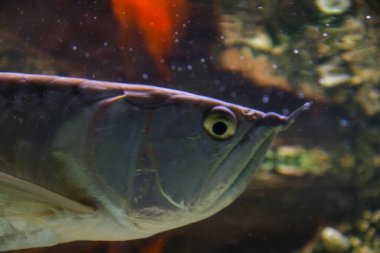 Osteoglossum bisiroz gümüş arowana güneş ışığı akvaryumunda. yüksek kaliteli fotoğraf