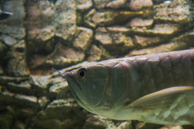 Osteoglossum bisiroz gümüş arowana güneş ışığı akvaryumunda. yüksek kaliteli fotoğraf