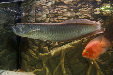 Osteoglossum bisiroz gümüş arowana güneş ışığı akvaryumunda. yüksek kaliteli fotoğraf