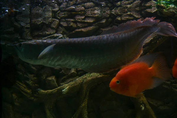 Osteoglossum Bicirrhosum Silver Arowana Akuarium Cahaya Matahari Foto Berkualitas Tinggi — Stok Foto