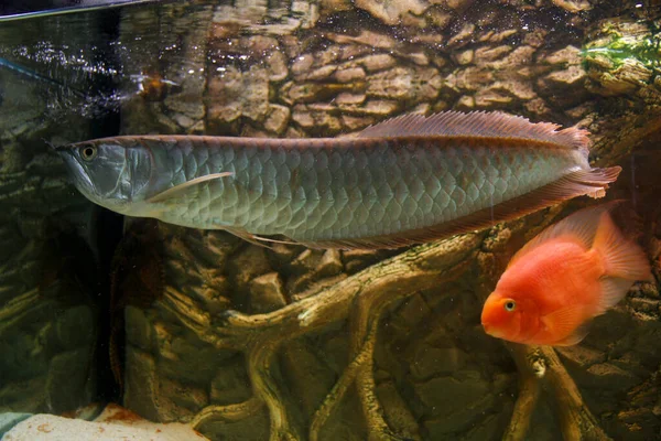 Osteoglossum Bicirrhosum Ezüst Arowana Napfény Akváriumban Kiváló Minőségű Fénykép — Stock Fotó