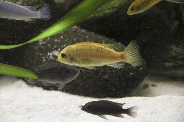 Fiskar Stora Akvarium Afrikanska Cichlid Samhällen Högkvalitativt Foto — Stockfoto