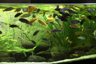 Afrika ciklit topluluklarının büyük akvaryumundaki balıklar. Yüksek kalite fotoğraf