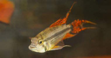 Akvaryumda apistogramma cacatuoides portakalı. Yüksek kalite fotoğraf