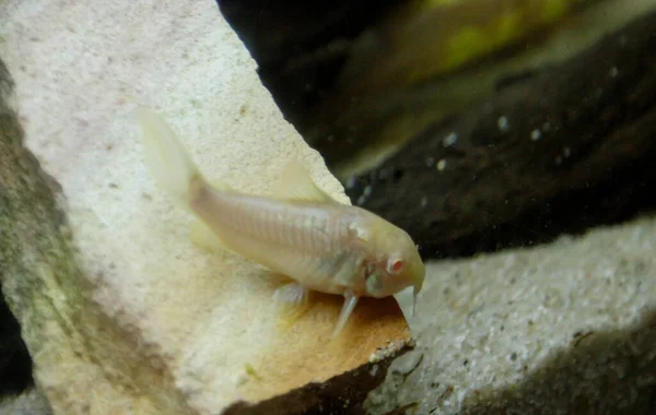 Gyönyörű Albínó Corydoras Corydoras Bronz Aeneus Édesvízi Hal Akváriumban Kiváló — Stock Fotó