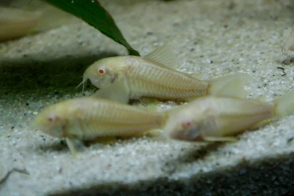 Bellissimo Albino Corydoras Corydoras Bronzo Aeneus Pesci Acqua Dolce Acquario — Foto Stock