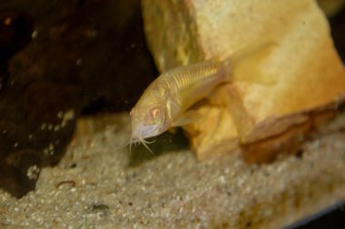 Güzel albino corydoras Corydoras akvaryumda bronz aeneus tatlı su balığı. Yüksek kalite fotoğraf