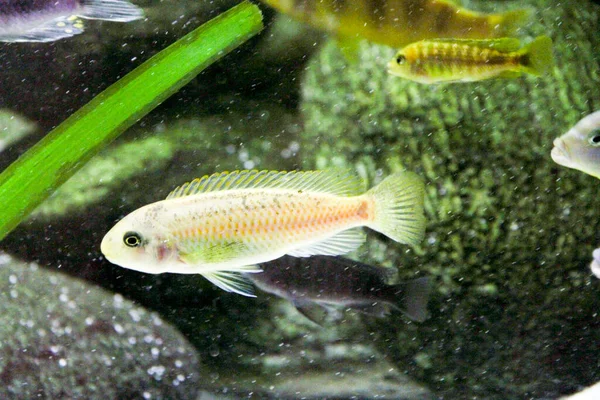 Peixe Grande Aquário Comunidades Ciclídeos Africanos Foto Alta Qualidade — Fotografia de Stock