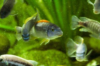 Afrika ciklit topluluklarının büyük akvaryumundaki balıklar. Yüksek kalite fotoğraf