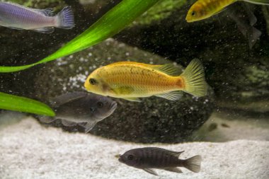 Afrika ciklit topluluklarının büyük akvaryumundaki balıklar. Yüksek kalite fotoğraf