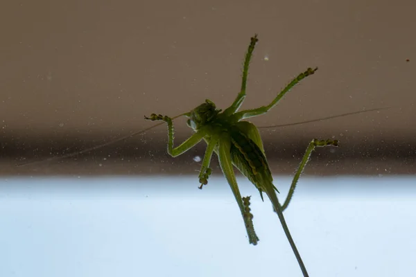 Gran Saltamontes Verde Ventana Foto Alta Calidad — Foto de Stock