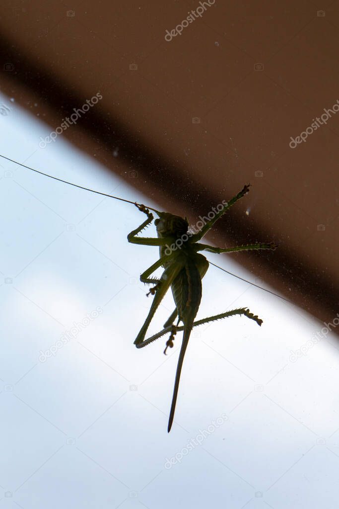 big green grasshopper on window. High quality photo