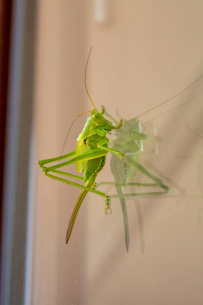 Gran Saltamontes Verde Ventana Foto Alta Calidad — Foto de Stock