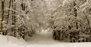 Schia Monte Caio Tizzano Parma 'da ağaçlarla kaplı karlı bir manzara. Yüksek kalite fotoğraf