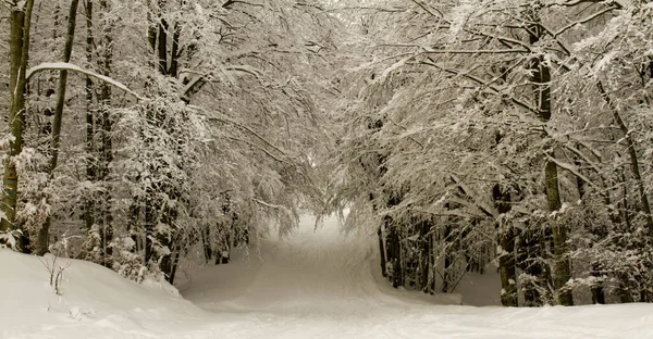 Schneelandschaft Mit Bäumen Schia Monte Caio Tizzano Parma Hochwertiges Foto — Stockfoto