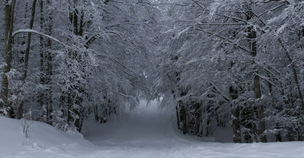 Schneelandschaft Mit Bäumen Schia Monte Caio Tizzano Parma Hochwertiges Foto — Stockfoto