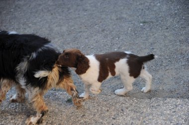 Kahverengi ve beyaz renkli Springer Spaniel yavru köpeği. Yüksek kalite fotoğraf