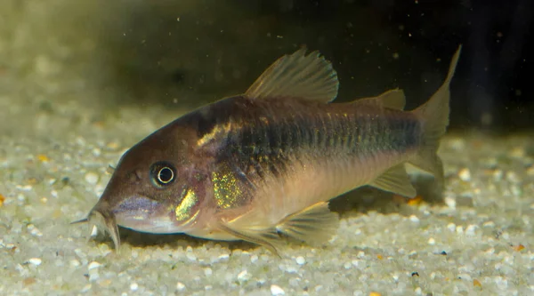 Hermoso Coridoras Silvestres Corydoras Bronce Aeneus Peces Agua Dulce Acuario —  Fotos de Stock