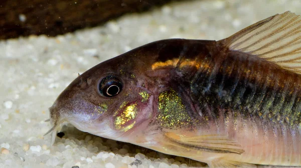 Piękne Dzikie Corydoras Corydoras Brąz Aeneus Ryby Słodkowodne Akwarium Wysokiej — Zdjęcie stockowe