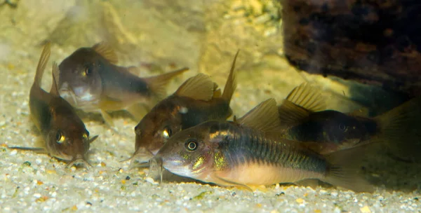 美しい野生のコリドーラ水族館でコリドーラス青銅のアイネウス淡水魚 高品質の写真 — ストック写真