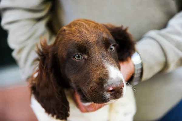 Brown White Colored Springer Spaniel Puppy Dog High Quality Photo — Stock Photo, Image