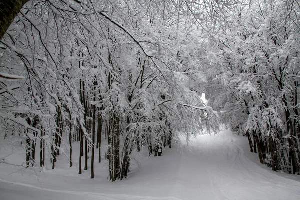 Schneelandschaft Mit Bäumen Schia Monte Caio Tizzano Parma Hochwertiges Foto — Stockfoto