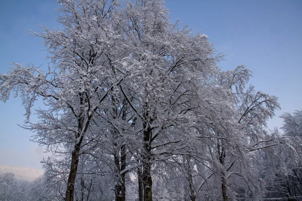 Śnieżny Krajobraz Drzewami Schia Monte Caio Tizzano Parma Wysokiej Jakości — Zdjęcie stockowe