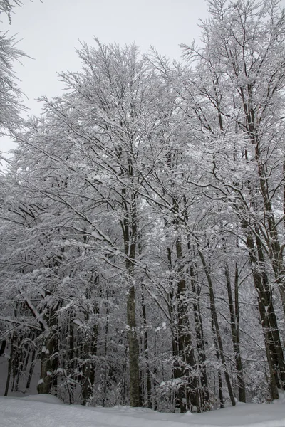 Schneelandschaft Mit Bäumen Schia Monte Caio Tizzano Parma Hochwertiges Foto — Stockfoto