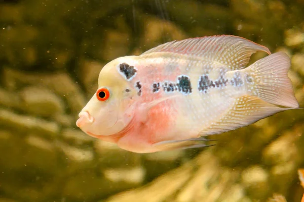 Flor Chifre Masculino Africano Cichlid Peixe Aquário Foto Alta Qualidade — Fotografia de Stock