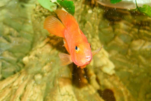 Pez Loro Naranja Acuario Peces Cíclidos Africanos Foto Alta Calidad —  Fotos de Stock