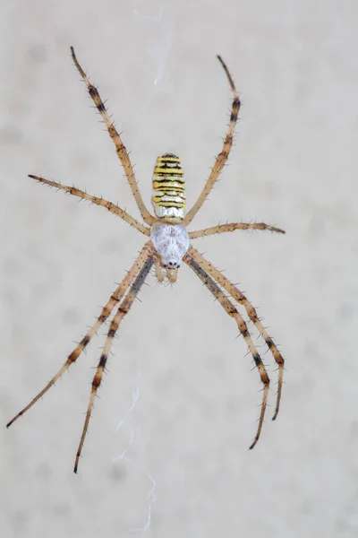 Argiope Bruennichi Павук Білій Стіні Високоякісна Фотографія — стокове фото