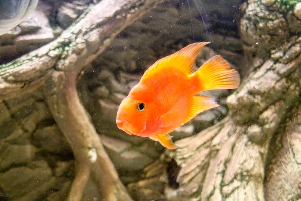 Oranje Papegaai Vis Afrikaans Cichlide Aquarium Hoge Kwaliteit Foto — Stockfoto