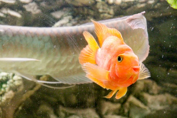 Помаранчева Риба Папуга Африканський Акваріум Риби Цихліди Фотографія Високої Якості — стокове фото