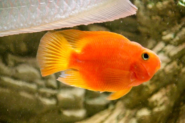 Apelsinfisk Afrikansk Cichlid Fisk Akvarium Högkvalitativt Foto — Stockfoto