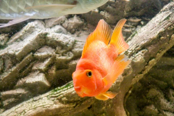 Oranje Papegaai Vis Afrikaans Cichlide Aquarium Hoge Kwaliteit Foto — Stockfoto