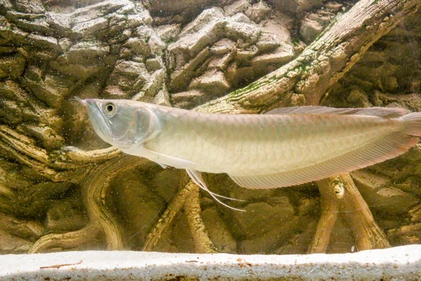 Osteoglossum Bicirrhosum Silver Arowana Sun Light Aquarium High Quality Photo — Stock Photo, Image