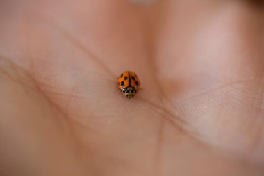 Avucundaki küçük kırmızı uğur böceği. Yüksek kalite fotoğraf