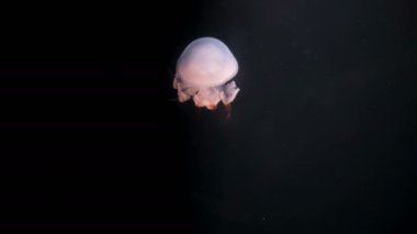 Akvaryumdaki Medusa Denizanası videosu ve Premium