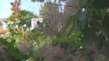 Klematis siroz ağacı rüzgarlı bir günde