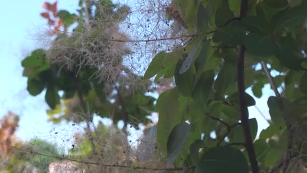 Clematis Cirrhosa Seeds Tree Windy Day — Stock Video