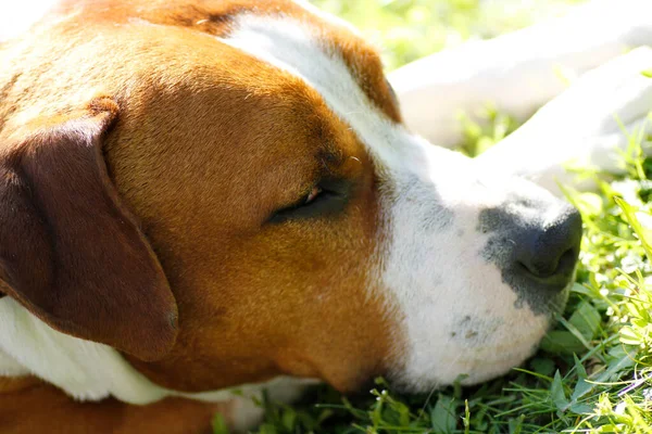 Narancssárga Fehér Amstaff Dog Kiváló Minőségű Fénykép — Stock Fotó