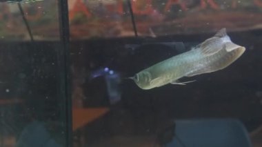 Güneş ışığı akvaryumunda Osteoglossum bisiroz gümüş arowana