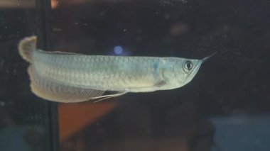 Güneş ışığı akvaryumunda Osteoglossum bisiroz gümüş arowana