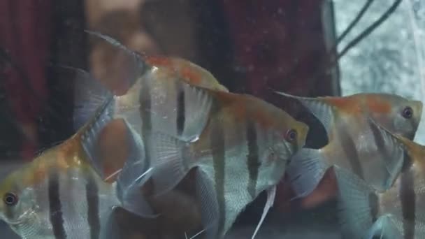 Akvárium Kolonií Sladkovodních Skalárních Ryb — Stock video