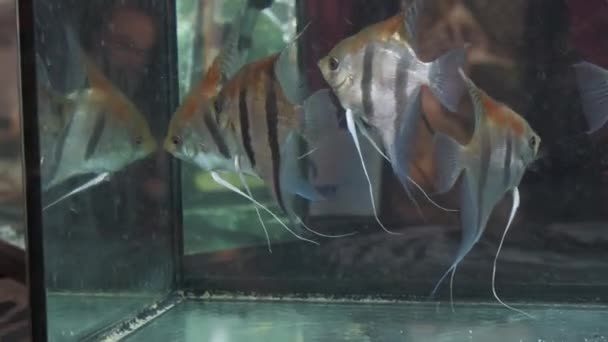 스칼라 물고기의 군체가 수족관 — 비디오