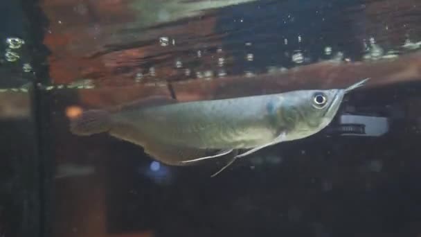 Osteoglossum Bicirrhosum Silver Arowana Sonnenlicht Aquarium — Stockvideo