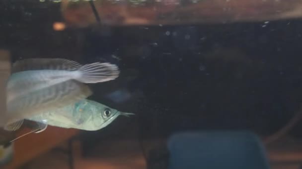 Osteoglossum Bicirrhosum Silver Arowana Zonlicht Aquarium — Stockvideo