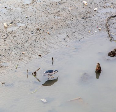 Gece Balıkçısı Nycticorax nycticorax Tayvan 'da bir göletin kıyısında balık tutuyor. Yüksek kalite fotoğraf