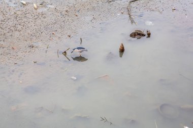Gece Balıkçısı Nycticorax nycticorax Tayvan 'da bir göletin kıyısında balık tutuyor. Yüksek kalite fotoğraf