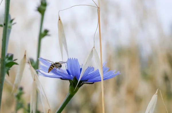 Syrphidae Latreille Hamis Méh Rovar Pihen Lila Virág Kiváló Minőségű — Stock Fotó